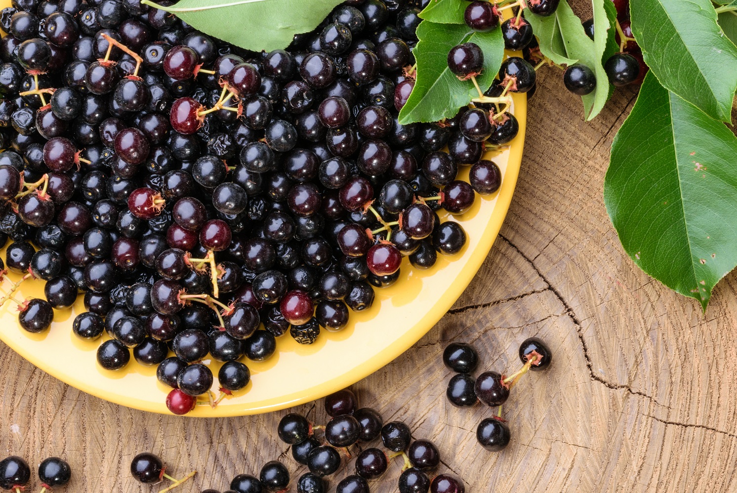 Bobuľové ovocie plné antioxidantov, no nie sú to čučoriedky! Čo to je?