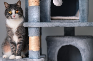 Škrabadlo pre mačky: Ako si ho vyrobiť doma? Inšpirujte sa!
