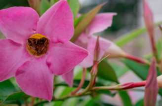 Tropická kráska Mandevilla - pestovanie, starostlivosť, hnojenie a zazimovanie