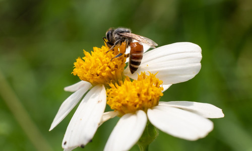 Hit Instagramu v gastre: Prečo jesť včelí peľ a na čo si dať pozor?