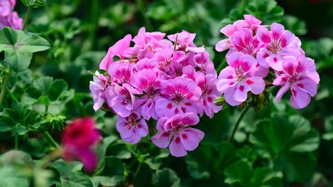 Muškát ružový: Nielen okrasa balkónov, ale aj liečivá bylina!