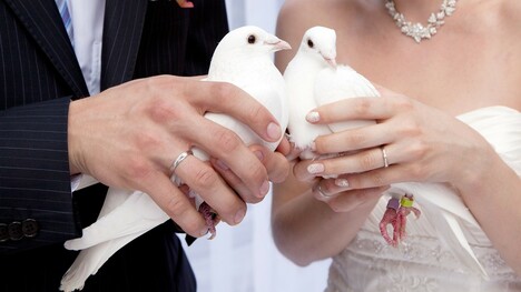 Svadobné holuby – symbolika i tradícia