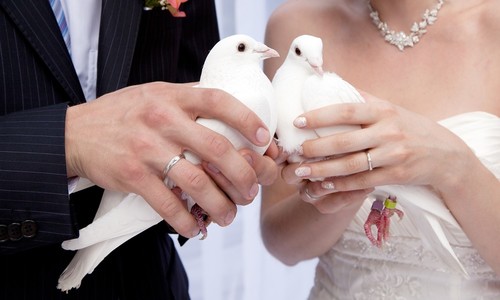 Svadobné holuby – symbolika i tradícia