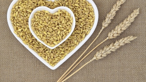 Kamut - vzácnosť medzi pšenicami