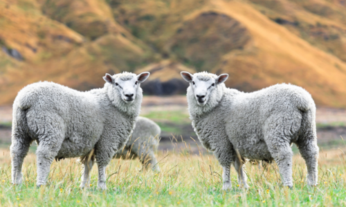 Ovce v sne - spoznaj význam a výklad snov o ovciach