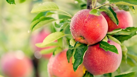 Vitamíny v jablkách: Vieme sa nimi predávkovať?