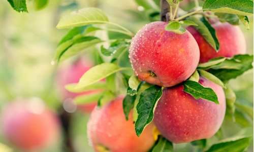 Vitamíny v jablkách: Vieme sa nimi predávkovať?