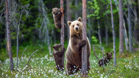 Sen o medveďovi – je zlým znamením alebo možno očakávať prosperitu?