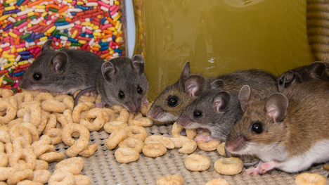 Návod, ako sa zbaviť myší v dome: Čo robiť, ak ťa sužujú hlodavce?