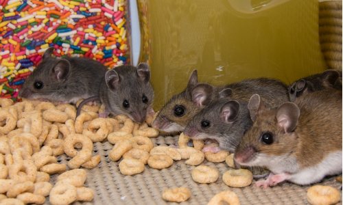 Návod, ako sa zbaviť myší v dome: Čo robiť, ak ťa sužujú hlodavce?