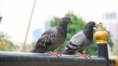 Ako sa zbaviť holubov na balkóne? Toto ti pomôže zatočiť s nimi