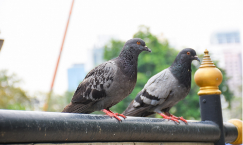 Ako sa zbaviť holubov na balkóne? Toto ti pomôže zatočiť s nimi