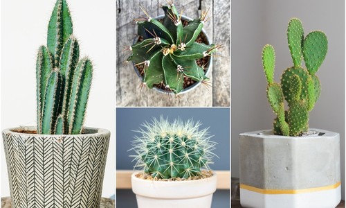 Nenáročné a štýlové: Ktoré druhy kaktusov sú vítané v interiéri?