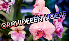 Holandsko - De Orchideeën Hoeve, Luttelgeest (časť 4/5)