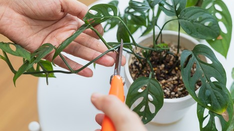 Ako na rozmnožovanie rastlín? Tu je 5 hlavných spôsobov, ako si namnožiť izbové rastliny!