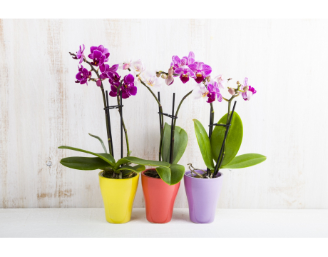 Ako si vybrať a kam umiestniť orchidey v domácnosti? Toto sú základy