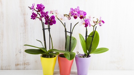 Ako si vybrať a kam umiestniť orchidey v domácnosti? Toto sú základy