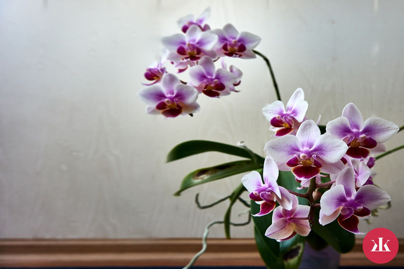 orchidea v domácnosti
