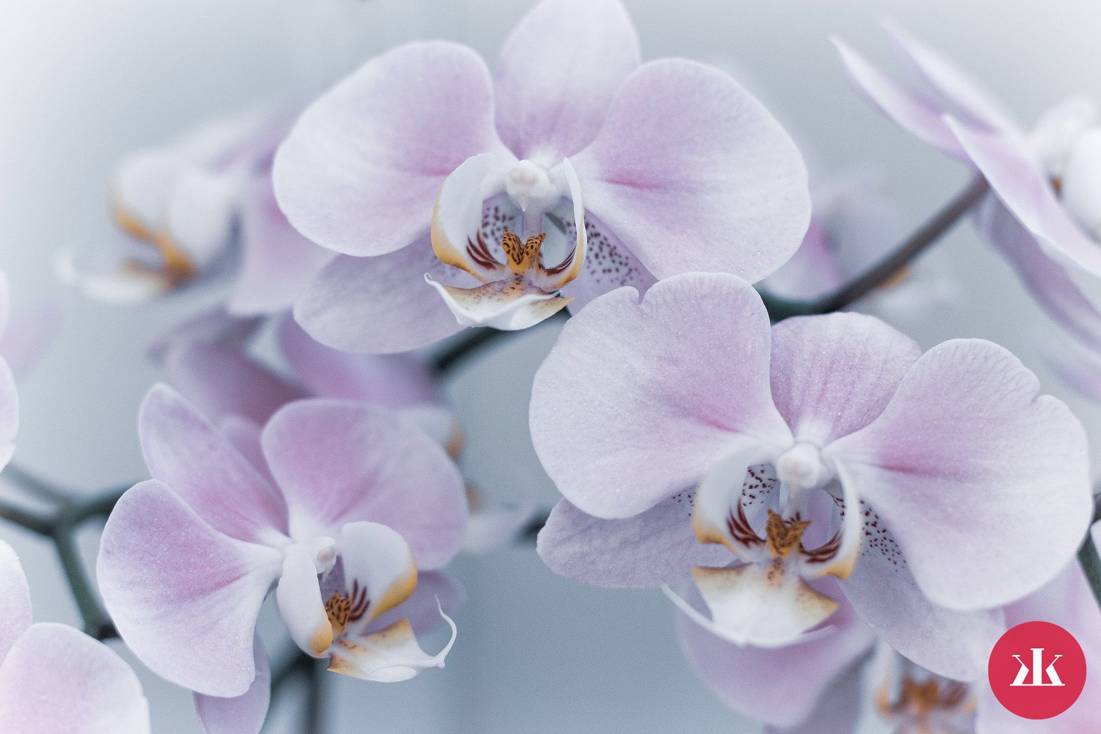 starostlivosť o orchideu