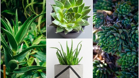 Poznáš rôzne druhy Aloe? Ktoré skrášlia tvoj dom a ktoré sú liečivé?