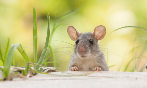 Sen o myšiach: Je predzvesťou niečoho zlého alebo ide o pozitívne znamenie?