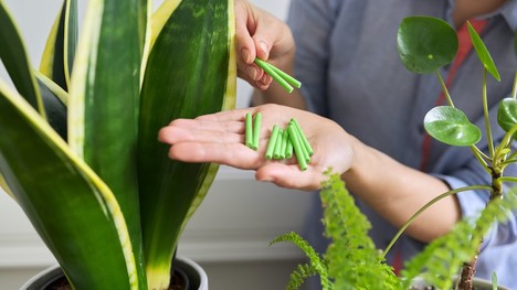 Hnojenie izbových rastlín – ako na to, aby sa rastlinám darilo?