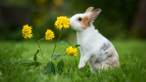 Sen o zajacovi: Máš byť pripravená na pozitívne zmeny vo svojom živote?
