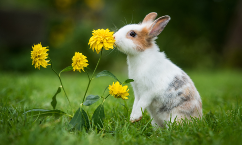 Sen o zajacovi: Máš byť pripravená na pozitívne zmeny vo svojom živote?