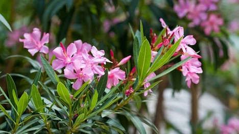 Prekrásny oleander: Ako na jeho pestovanie, zazimovanie či strihanie?