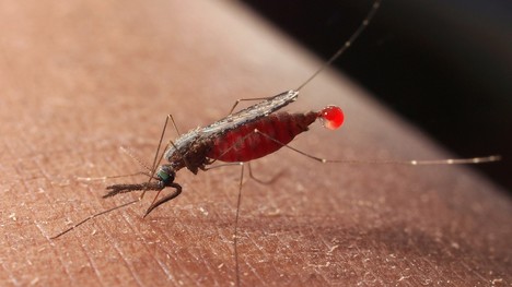 Malária – čo ju spôsobuje a kde sa ňou môžeme nakaziť?