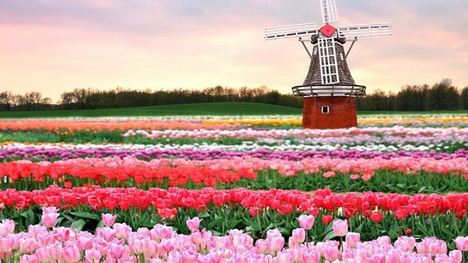 Jedinečné miesta: Tulipánové polia v Holandsku