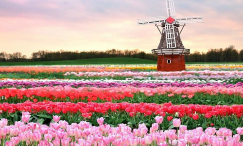 Jedinečné miesta: Tulipánové polia v Holandsku