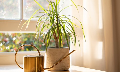 Obľúbená a nenáročná izbová rastlina: Ako sa starať o dracénu?