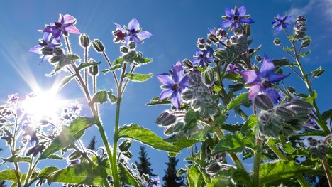 Borák lekársky: Pozri, akú liečivú silu skrývajú jeho modré kvety!