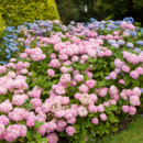 Ako rozmnožiť hortenzie? Vyskúšajte tieto spôsoby a vyzdobte si záhradu záplavou kvetov