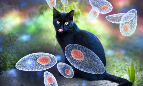 Aké sú príčiny toxoplazmózy? Môže sa človek nakaziť len od mačiek?