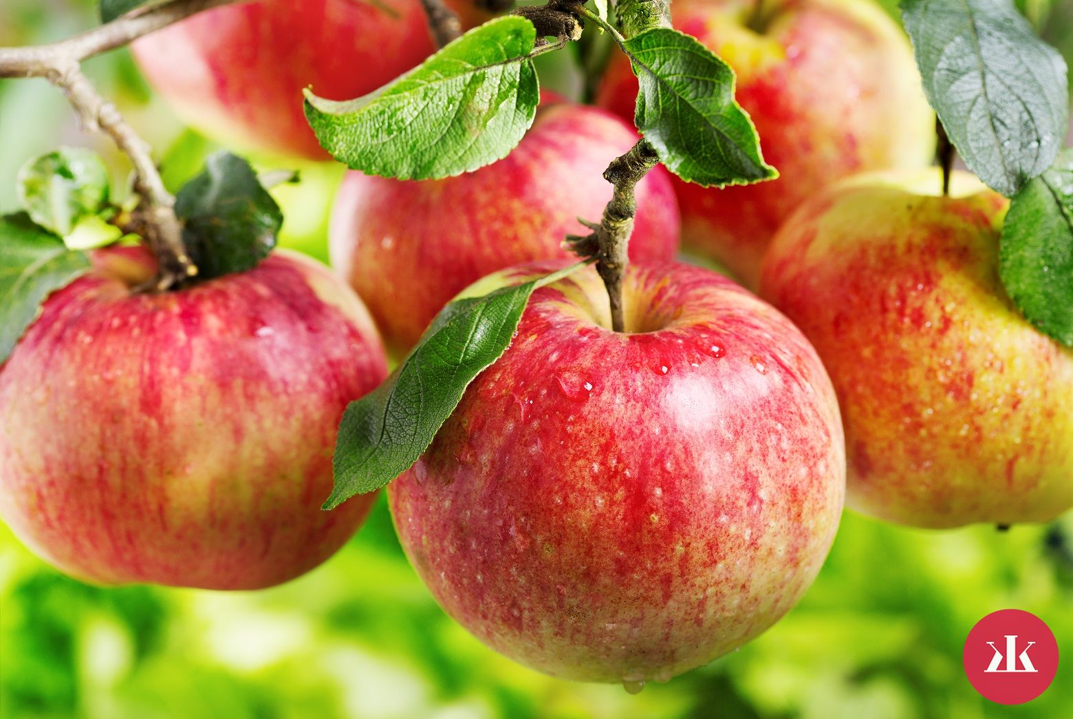 zaváranie jabĺk