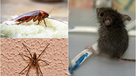Rada nad zlato: Ako sa zbaviť myší a pavúkov? Skús tento trik!