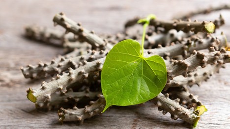 Guduchi – cenná bylina ajurvédskej medicíny. Aké sú jej účinky?
