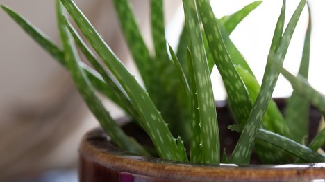 Buďte zdravé s Aloe vera! Poznáte účinky tejto rastlinky?