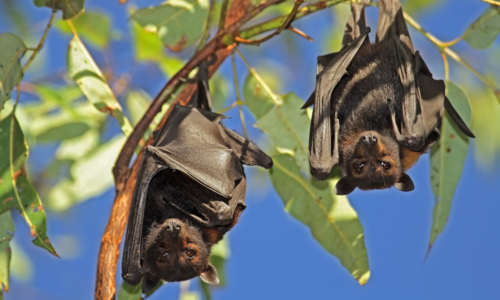 Netopier v sne - spoznaj význam a výklad snov o netopieroch