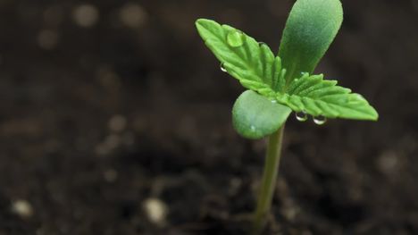 Zistite s nami, aké benefity v sebe ukrývajú konopné semená!