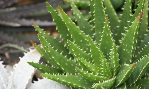 Zázrak prírody u teba doma: Zisti, ako si vypestovať Aloe vera!