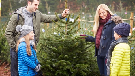 Vianočný stromček - jedľa, smrek alebo borovica? Ako zabezpečiť, aby vydržal čo najdlhšie?