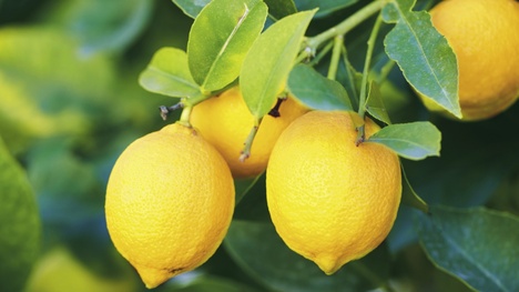 Ako si doma vypestovať bio citróny?