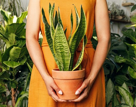 Obľúbená izbová rastlina s nízkymi nárokmi: Ako sa starať o svokrin jazyk?