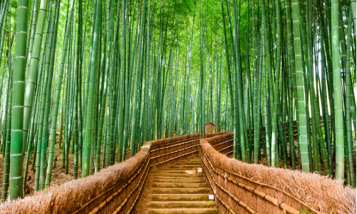 Jedinečné miesta: Bambusové háje Arashiyama na ostrove Kjóto