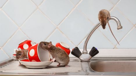 Sťahovanie škodcov do bytov zahájené: Zisti, ako sa zbaviť potkanov!