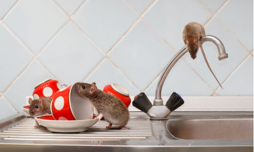 Sťahovanie škodcov do bytov zahájené: Zisti, ako sa zbaviť potkanov!