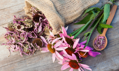 Echinacea purpurová: Prírodný všeliek alebo obyčajná bylina?